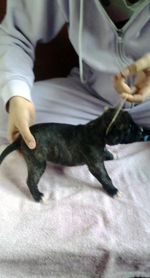 Vand pui amstaff