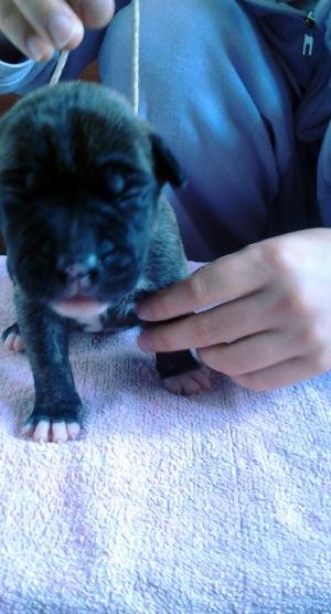 Vand pui amstaff