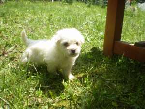 vand bichon alb talie mica