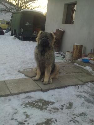Vand ciobanesc caucazian pui