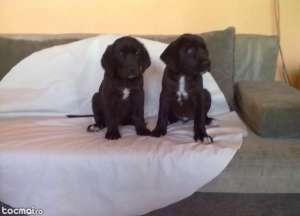 CATEI LABRADOR CU CANE CORSO NEGRII