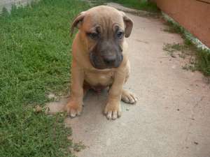 pui amstaff de vanzare