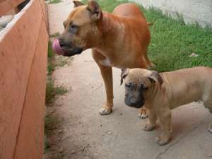 pui amstaff de vanzare