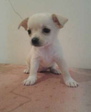 vand pui chihuahua