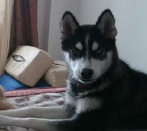 PIERDUT HUSKY!!!