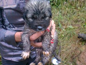 donez 3 pufosenii adorabile