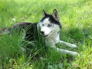 Ofer mascul husky pentru imperechere