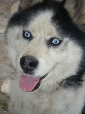 Ofer mascul husky pentru imperechere