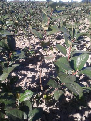 butasi aronia