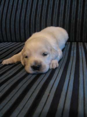 Vand pui Golden Retriever
