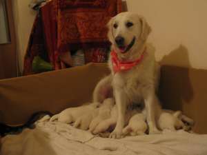 Vand pui Golden Retriever
