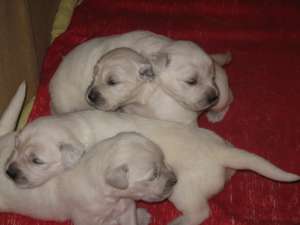 Vand pui Golden Retriever