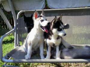 Catei Husky Siberian