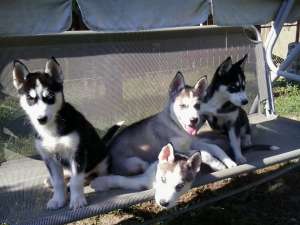 Catei Husky Siberian