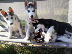 Catei Husky Siberian