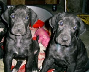catei DOG GERMAN