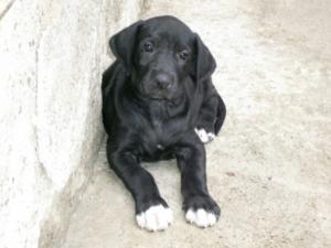 catei DOG GERMAN