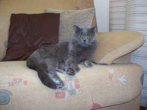 imperechere motan british shorthair