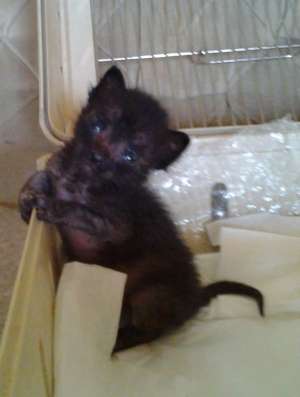 Pisoiasi pentru adoptie
