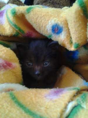 Pisoiasi pentru adoptie