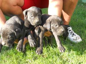 vand catei cane corso cu pedigree