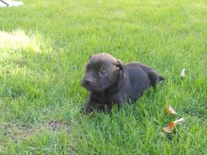 vand catei cane corso cu pedigree