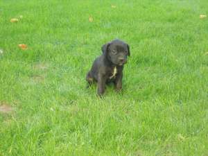 vand catei cane corso cu pedigree