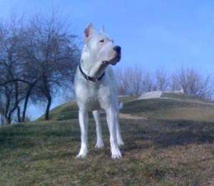 Mascul Dog Argentinian pentru imperechere