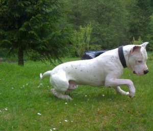 Mascul Dog Argentinian pentru imperechere