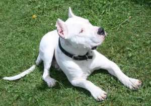 Mascul Dog Argentinian pentru imperechere