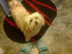 CAUT BICHON FEMELA PENTRU MONTA