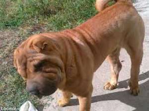 mascul monta shar pei