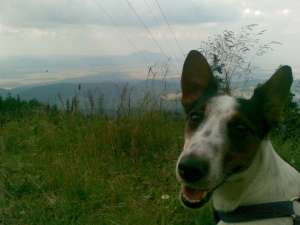 Jack Russell (Fox terrier cu parul scurt( mascul pentru monta - Jack Russell
