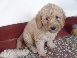 caniche de vanzare