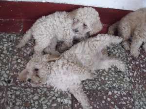caniche de vanzare