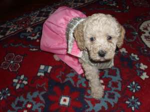 caniche de vanzare