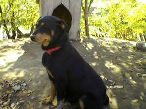 Cateluse superbe rottweiler-pret de criza