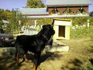 Cateluse superbe rottweiler-pret de criza