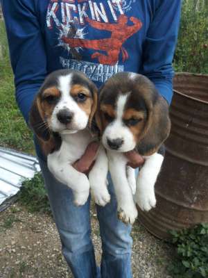 beagle devanzare