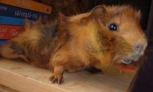 Pui porcusor de guineea frezat