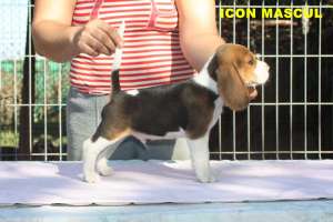 Crescator  vand catei Beagle cu pedigree