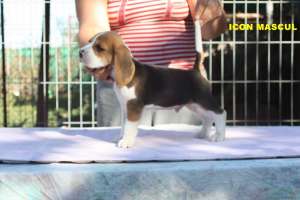 Crescator  vand catei Beagle cu pedigree