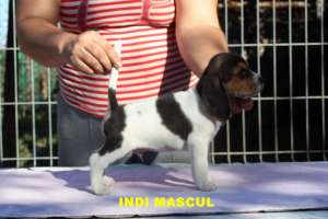 Crescator  vand catei Beagle cu pedigree