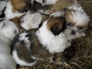 vand shih-tzu...