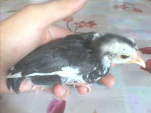 Gaini pitici