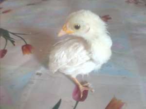 Gaini pitici