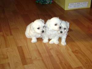 Bichon maltez