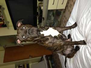 Mascul Amstaff Caut Femela !