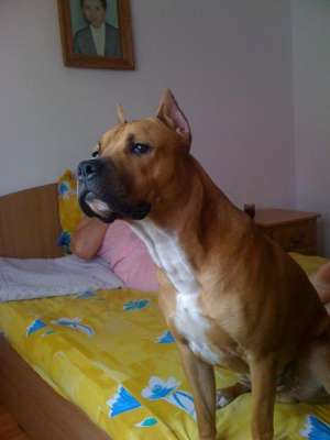Monta Amstaff 2 Ani iasi