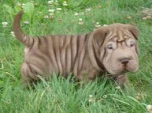 vand pui shar pei ciocolati